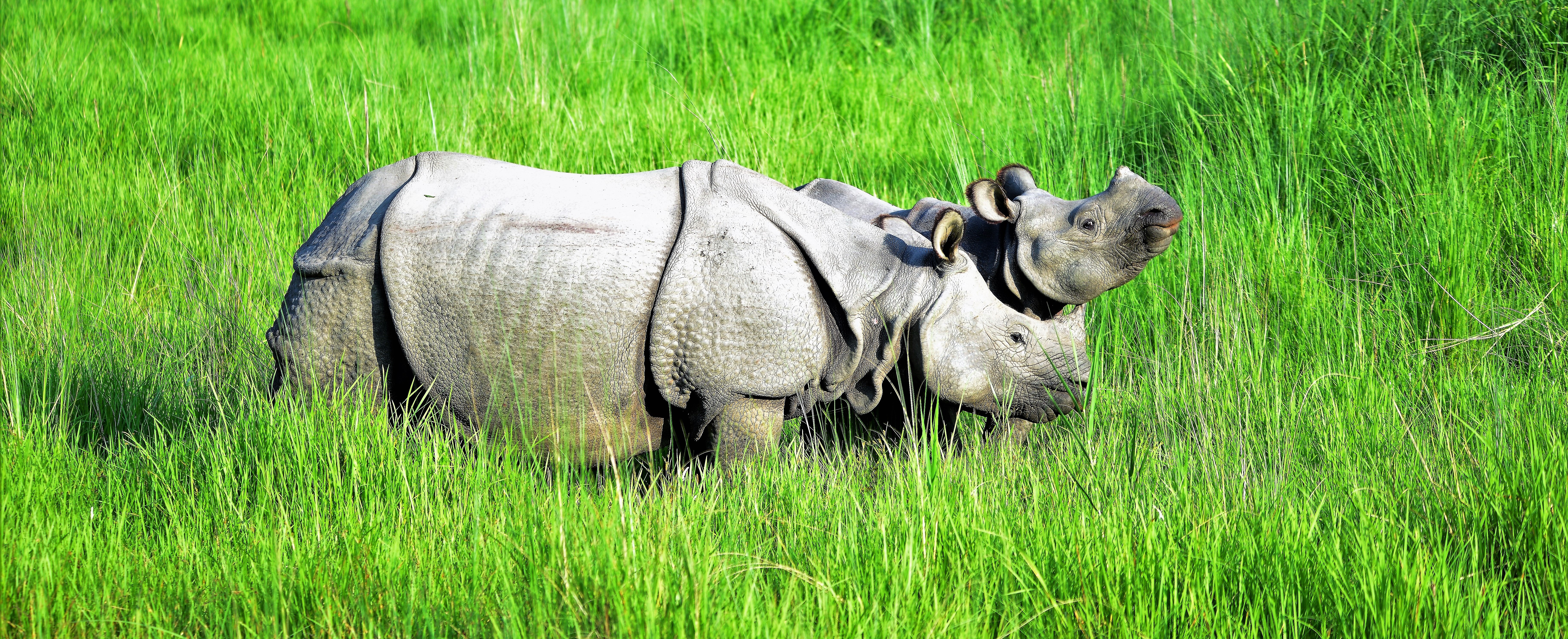 Mother & Child Rhinos in Chitwan